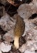 smrž kuželovitý (Houby), Morchella conica (Fungi)